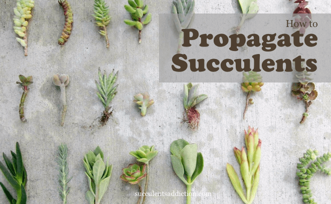 propagate succulents