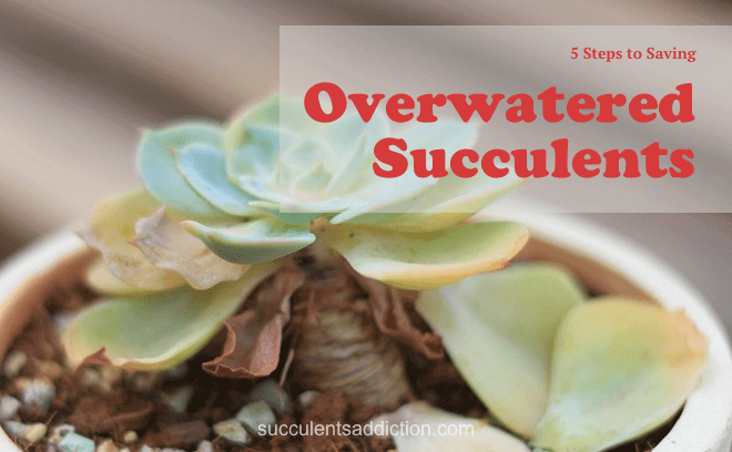 save overwatered succulents