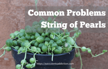 common problems with string of pearls plant