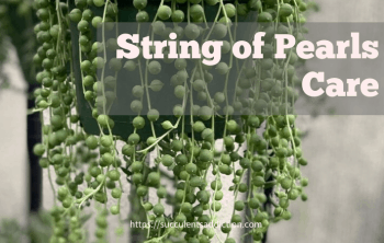 string of pearls plant care guide