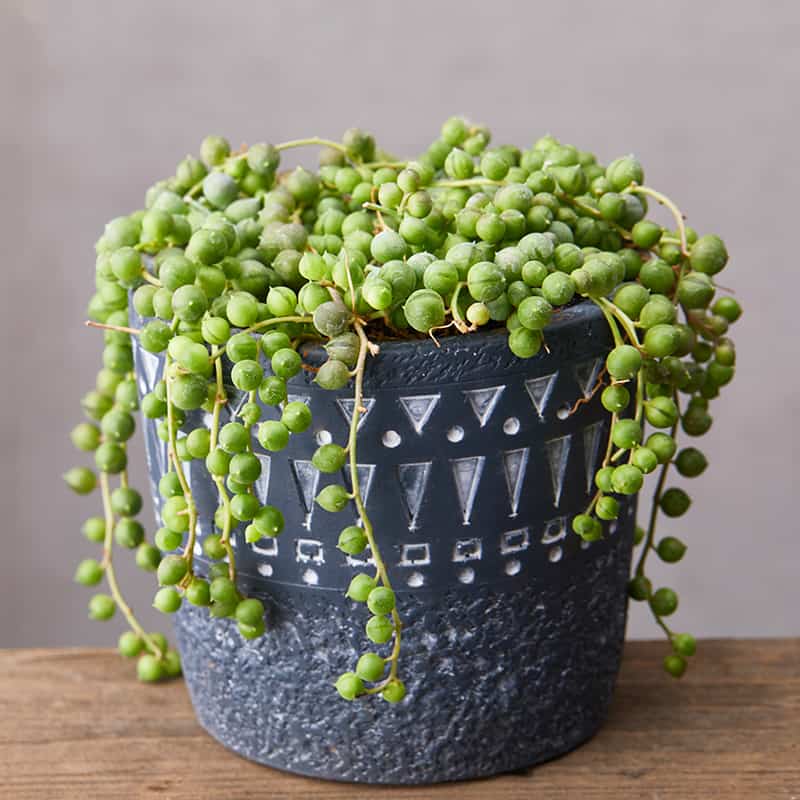 Growing String of Pearls Guide