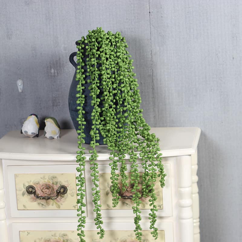 String of Pearls Plant Care Guide