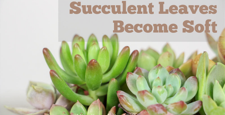 What to do if Succulent Leaves Become Soft