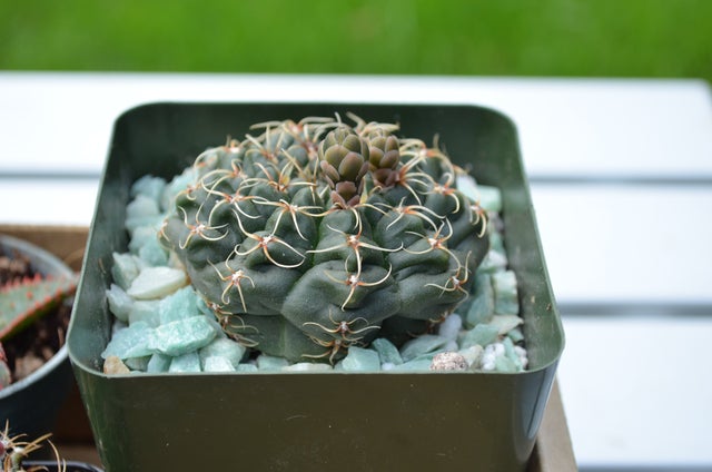 gymnocalycium-vatteri cacti in an open pot