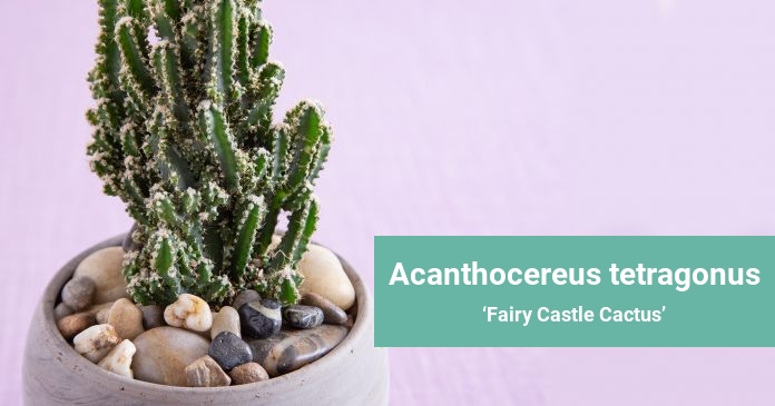 Acanthocereus tetragonus Fairy Castle Cactus