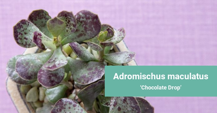 Adromischus maculatus Chocolate Drop