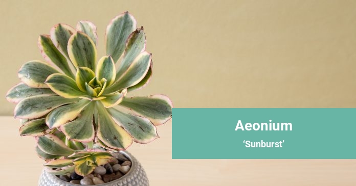 Aeonium Sunburst