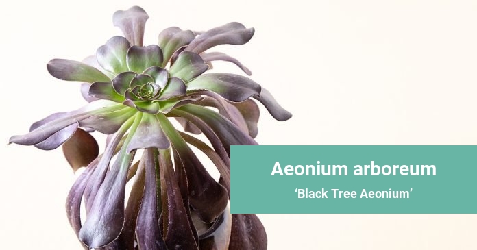 Aeonium arboreum Black Tree Aeonium