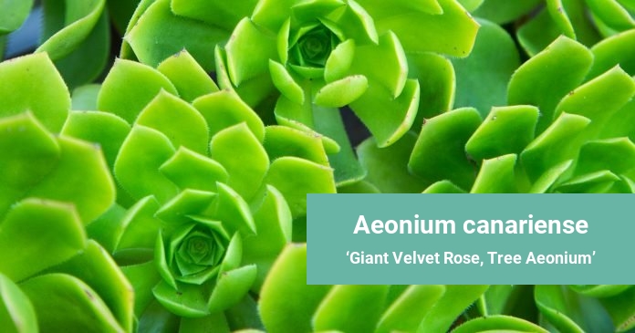 Aeonium canariense Giant Velvet Rose, Tree Aeonium