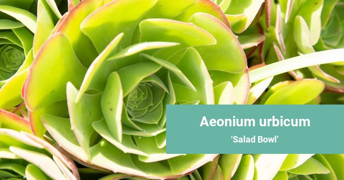 Aeonium urbicum Salad Bowl