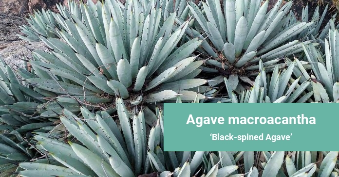 Agave macroacantha Black-spined Agave
