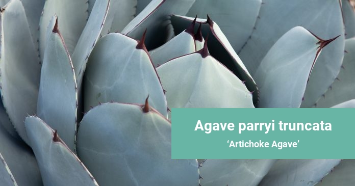 Agave parryi truncata Artichoke Agave