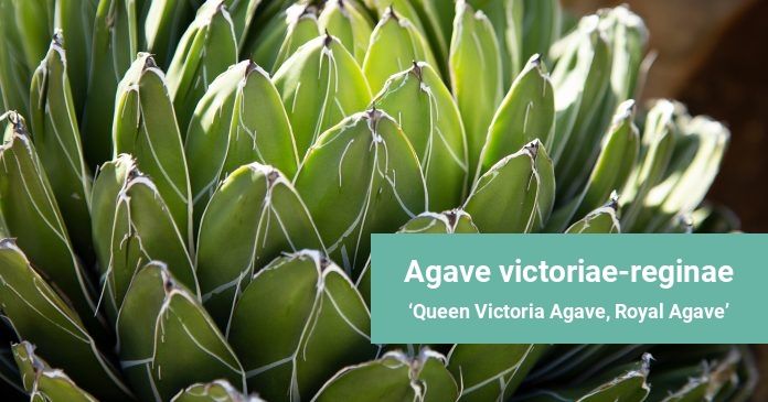 Agave victoriae-reginae Queen Victoria Agave, Royal Agave