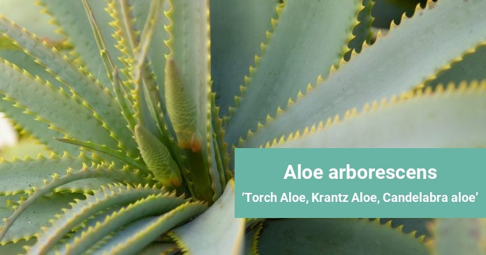 Aloe arborescens Torch Aloe, Krantz Aloe, Candelabra aloe