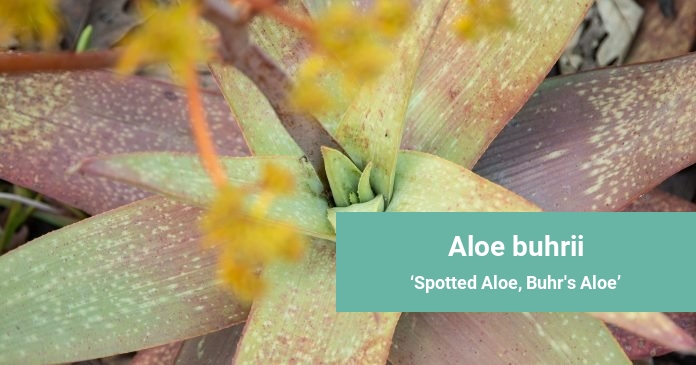 Aloe buhrii Spotted Aloe, Buhr's Aloe