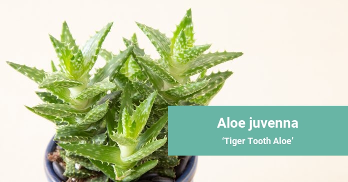 Aloe juvenna Tiger Tooth Aloe