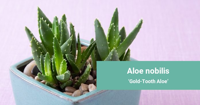 Aloe nobilis Gold-Tooth Aloe