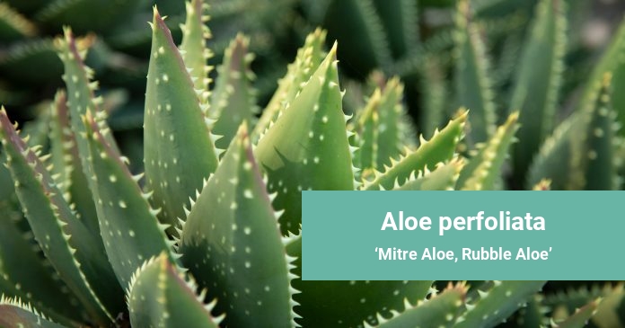Aloe perfoliata Mitre Aloe, Rubble Aloe