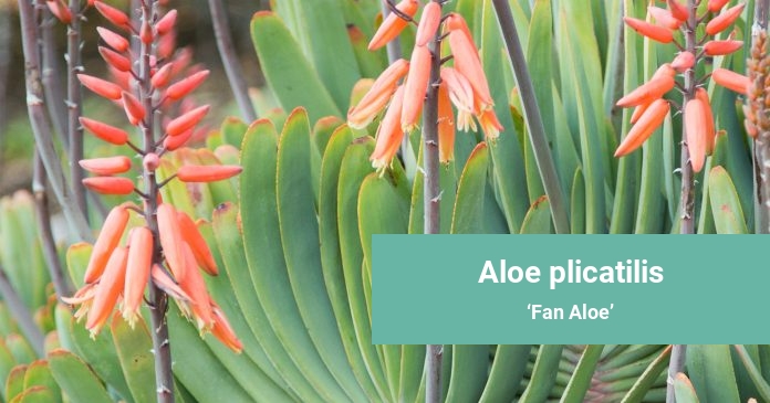 Aloe plicatilis Fan Aloe