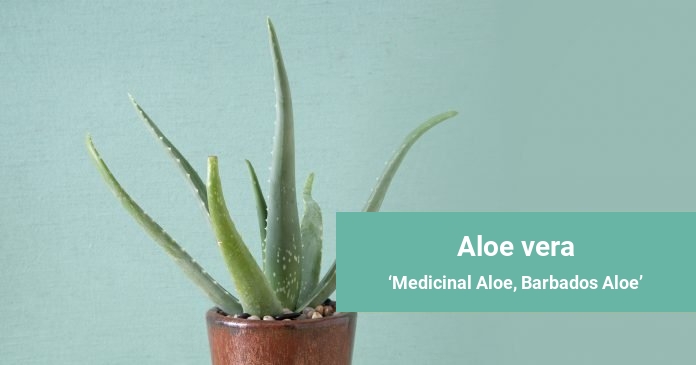 Aloe vera Medicinal Aloe, Barbados Aloe