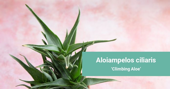 Aloiampelos ciliaris Climbing Aloe