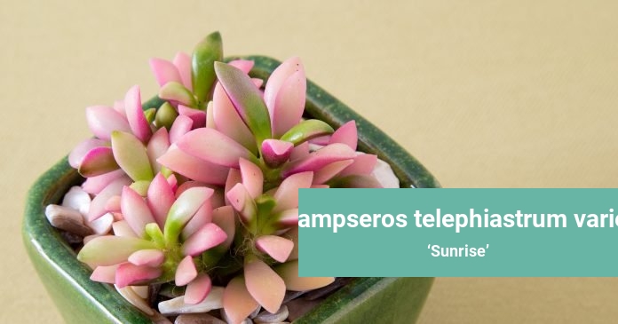 Anacampseros telephiastrum variegata Sunrise