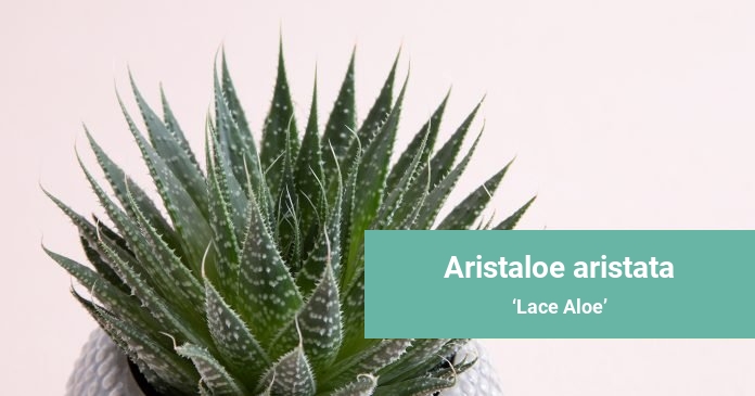 Aristaloe aristata Lace Aloe