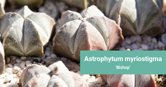 Astrophytum myriostigma Bishop