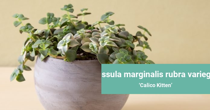 Crassula marginalis rubra variegata Calico Kitten