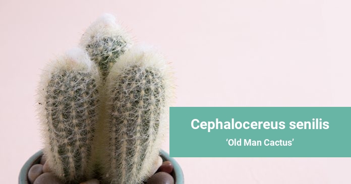 Cephalocereus senilis Old Man Cactus