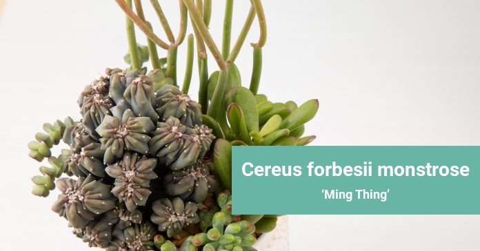 Cereus forbesii monstrose Ming Thing