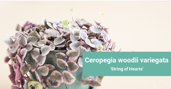 Ceropegia woodii variegata String of Hearts