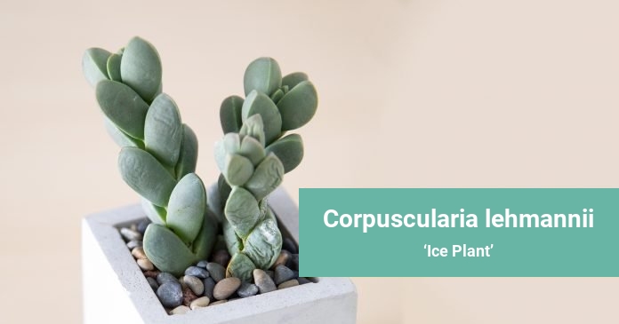 Corpuscularia lehmannii Ice Plant