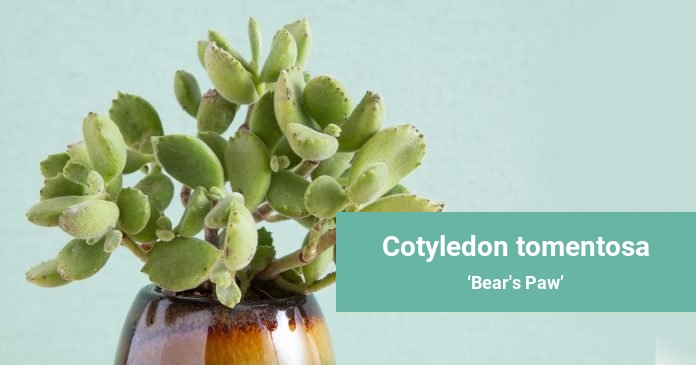 Cotyledon tomentosa Bear's Paw