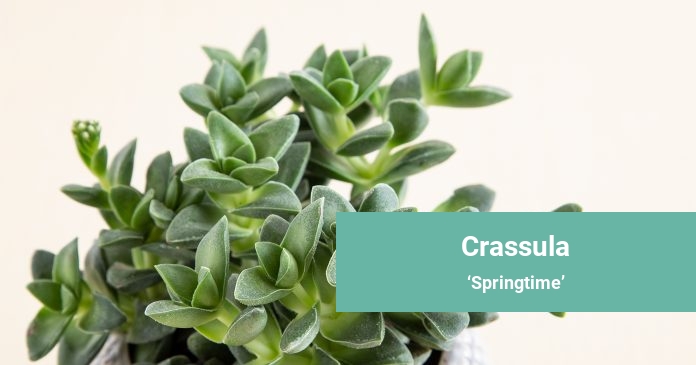 Crassula Springtime