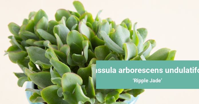Crassula arborescens undulatifolia Ripple Jade