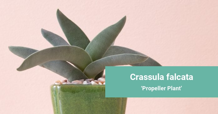 Crassula falcata Propeller Plant