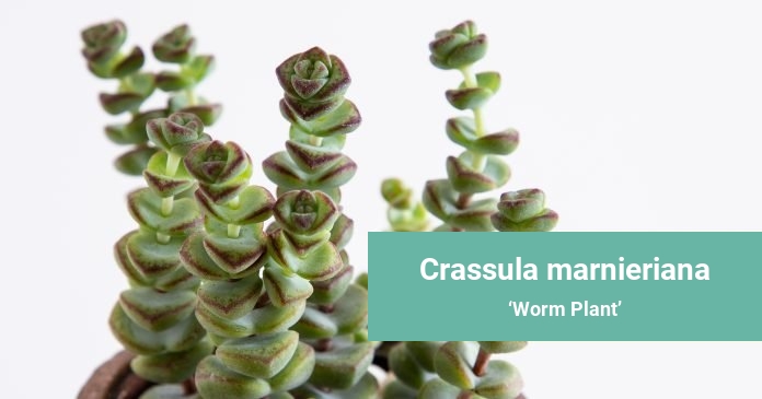 Crassula marnieriana Worm Plant