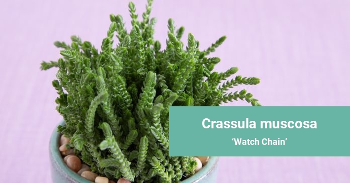 Crassula muscosa Watch Chain