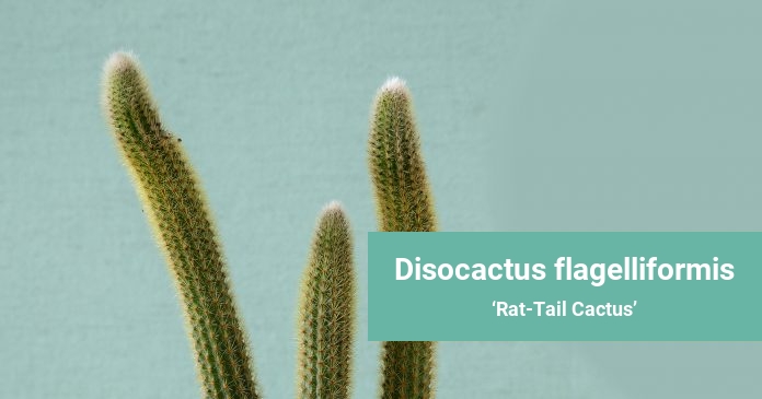 Disocactus flagelliformis Rat-Tail Cactus