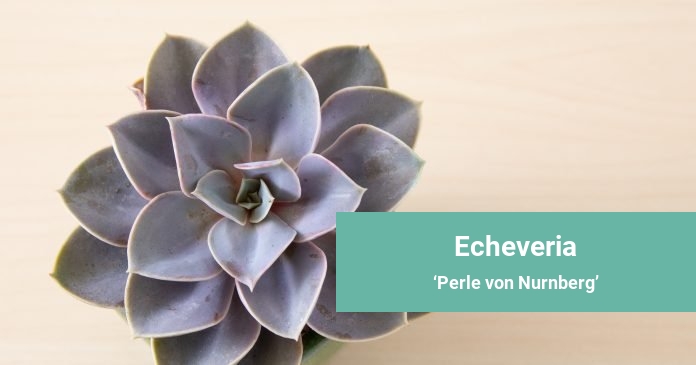 Echeveria Perle von Nurnberg