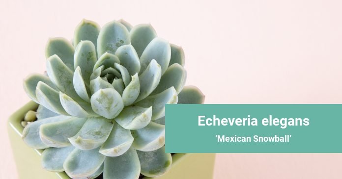Echeveria elegans Mexican Snowball