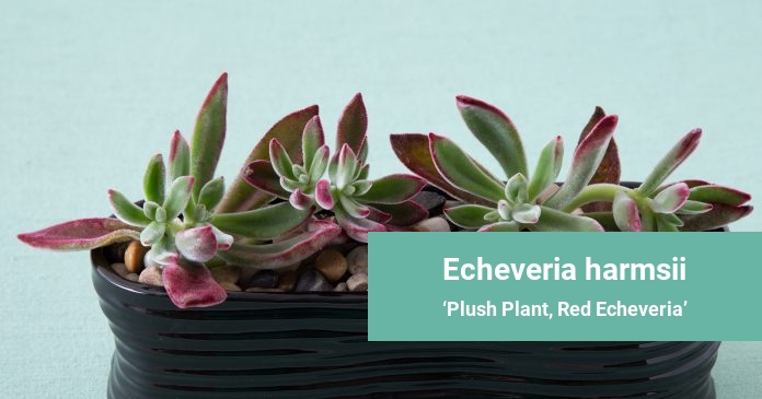 Echeveria harmsii Plush Plant, Red Echeveria