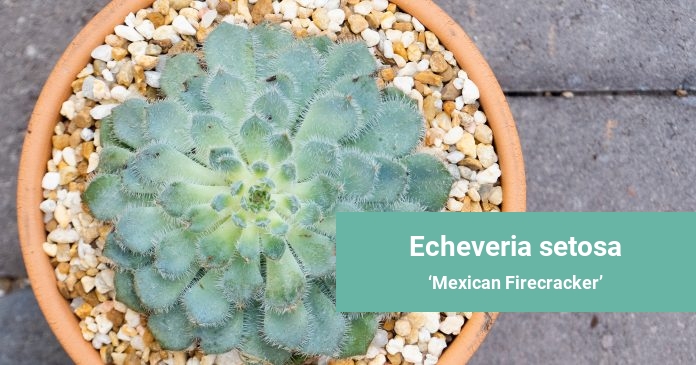 Echeveria setosa Mexican Firecracker