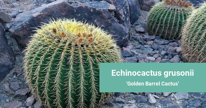 Echinocactus grusonii Golden Barrel Cactus