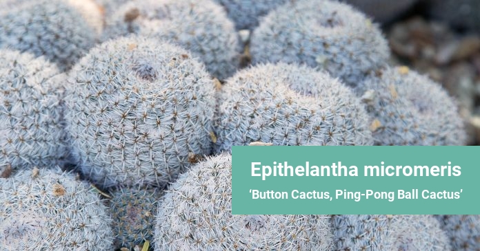 Epithelantha micromeris Button Cactus, Ping-Pong Ball Cactus