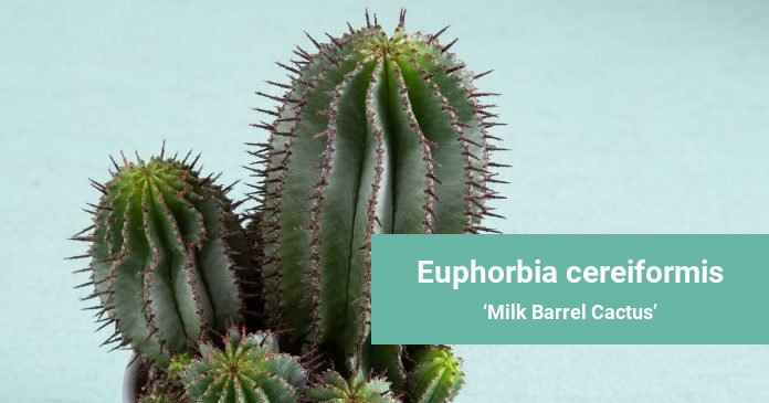 Euphorbia cereiformis Milk Barrel Cactus