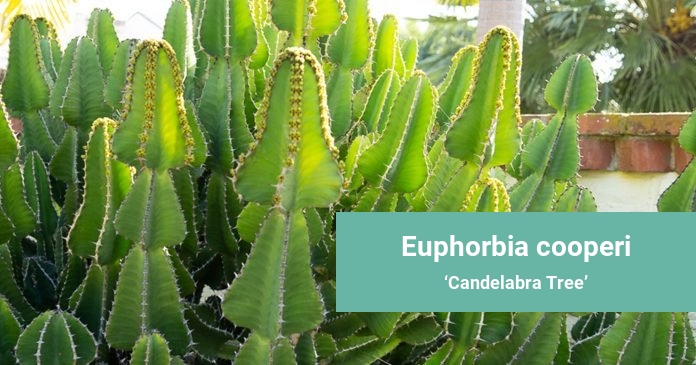 Euphorbia cooperi Candelabra Tree
