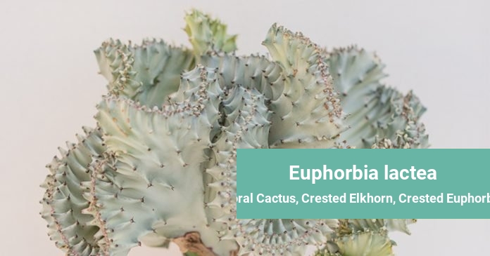 Euphorbia lactea Coral Cactus, Crested Elkhorn, Crested Euphorbia