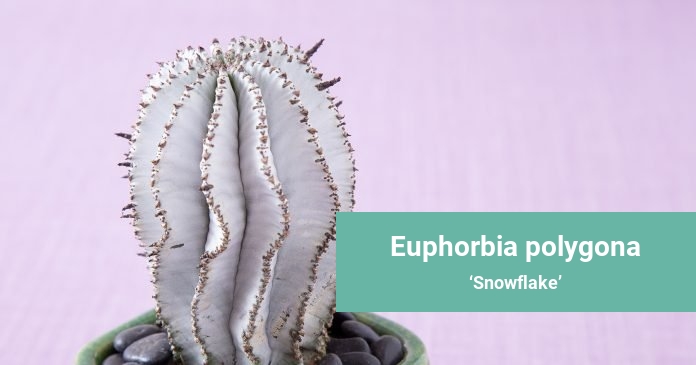 Euphorbia polygona Snowflake